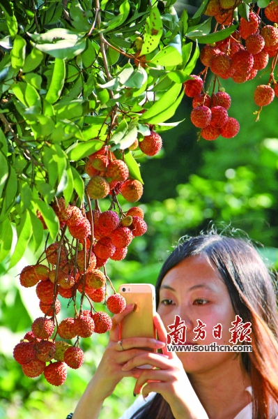 中国广州政府门户网站-荔枝旅游文化节 从化签
