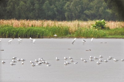 南沙湿地公园里栖息着各种鸟儿。 广州日报全媒体记者杨耀烨 摄