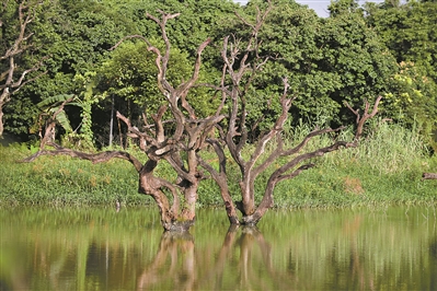 增江画廊，干枯的树干形态独特