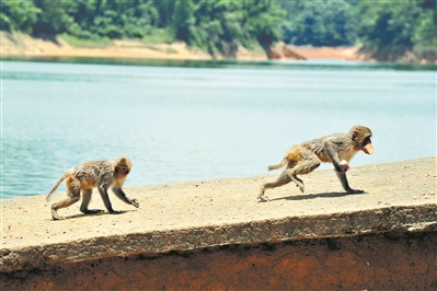 流溪河国家森林公园，猴子追逐觅食