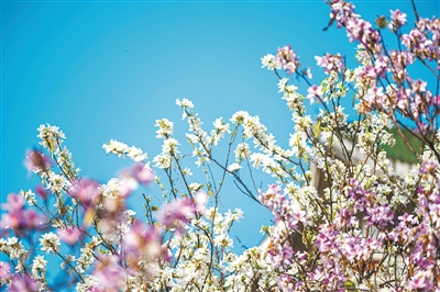 白色紫荆花在蓝天的映衬下如雪般洁白.