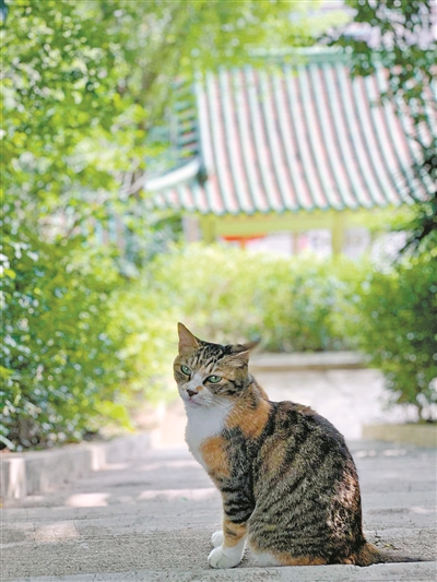 广州“文艺猫”的博物馆“馆宠”生活