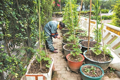 处理站的“试验田”，用垃圾站出产的营养土作肥料，种了白菜、茄子、辣椒、黄瓜豆角等。