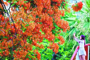夏　5月，海印桥脚，凤凰木花开似火。 