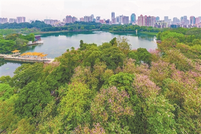 麓湖粉花绽放，春色满园。
