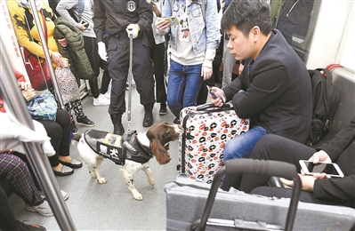 警犬在民警的带领下对列车进行安全检查。