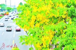 昨日，海珠区新滘中路道路两旁的金链树花开正好。