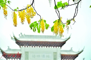 昨日，海珠区新滘中路道路两旁的金链树花开正好。