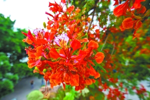 凤凰木花