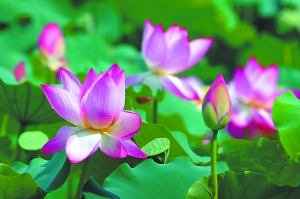 公园里的荷花争相怒放。