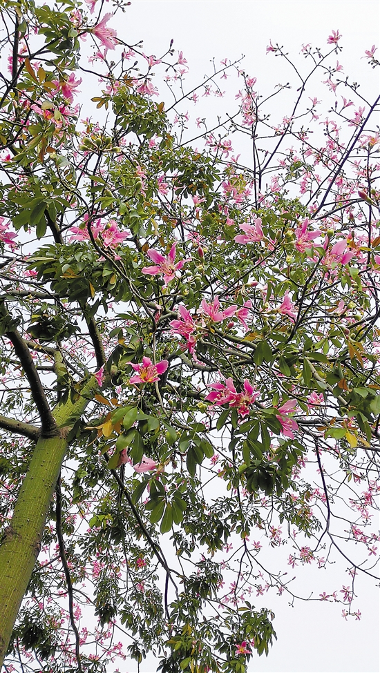 美丽异木棉