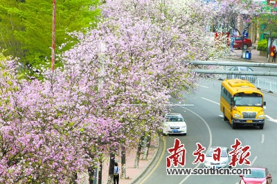 人民北路的宫粉紫荆已成为羊城的一道风景。