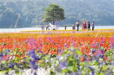 广州从化石门国家森林公园，七彩天池的花田。