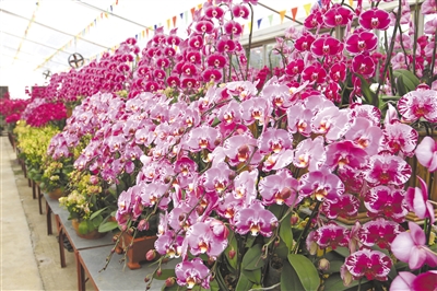 兰花是年宵花热销品种。