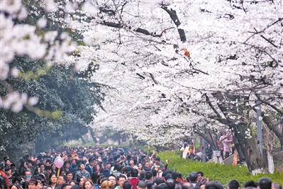 游客在武汉大学樱花大道观赏樱花。