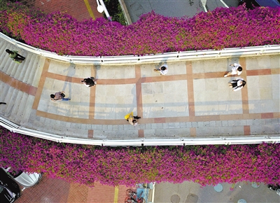 已过立冬节气,广州依然温暖宜人,簕杜鹃正逢上最好时节。图为簕杜鹃装点的五羊邨天桥。
