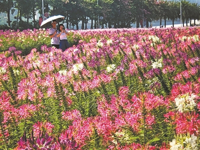 蓝天白云下,海心沙的花朵开得分外艳丽。