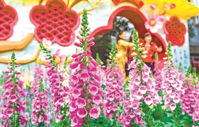 “广州过年花城看花”。8日，在文化公园的迎春花会，游人在花丛中拍照留影。