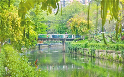西关古河道驷马涌整治初见成效，重现“河畅水清”场景。