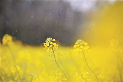 春雨朦胧 春花争发