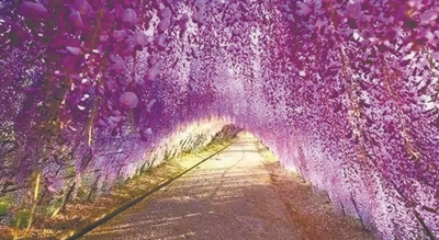 最东“网红村” 赏紫色仙境