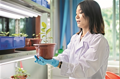 中科院华南植物园实验室，研究人员手捧培育出的植物。