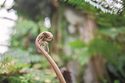 形态婀娜的热带植物。