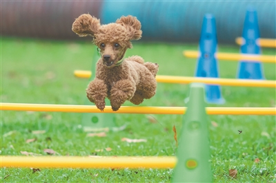 1岁多的泰迪犬“咕咕”已训练一个多月，主人想让它在这里多学点好玩的技能，因而“穿越障碍”成了咕咕常规的训练内容。