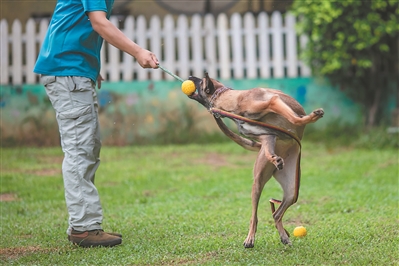 驯犬师与马犬互动，目的就是跟它建立信任。