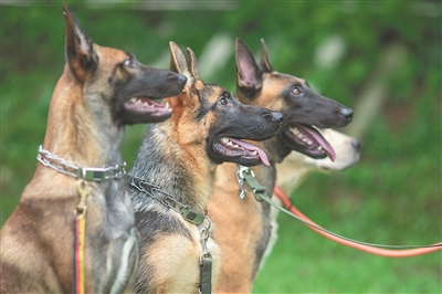 三只狗狗整齐划一，在进行“原地等待”的训练。