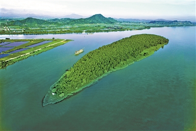 珠海建全球首个水松林保护区 广州日报全媒体记者陈治家 通讯员谭靖摄