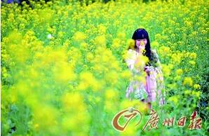 The rape flower field in Haizhu Lake Park.
