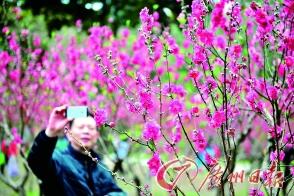 Peach blossom in Peach Ravine on Baiyun Mountain.