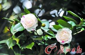 Camellia is blooming in the South China Botanical Garden.