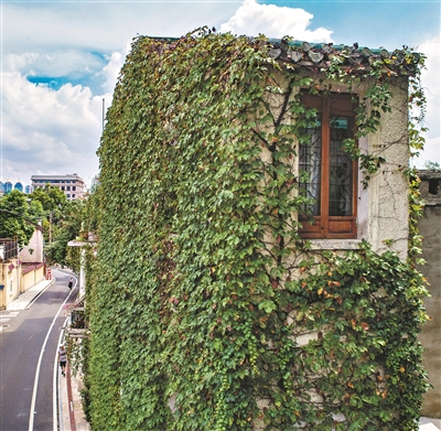 东山口旧民居，有不少外墙都被攀援植物覆盖，自然形成“垂直绿化”的景观。1