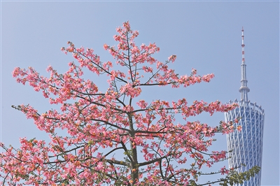 花与广州塔，成为这座城市的标志性风景。