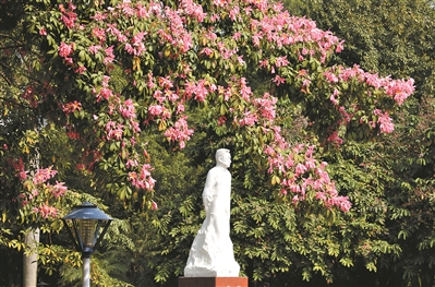 华南师范大学石牌校区，繁花簇拥着陶行知雕像。