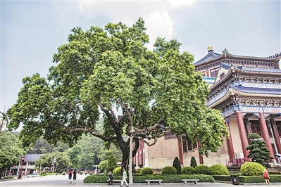 中山纪念堂有不少值得观赏的名木，木棉和玉兰都见证过广州历史的风起云涌。