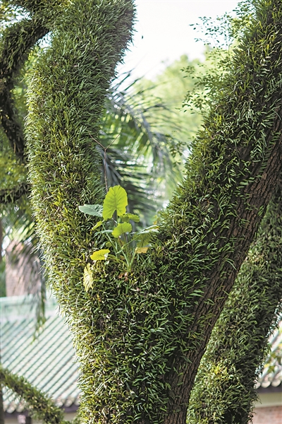 中山大学校园，大树上爬满寄生植物。