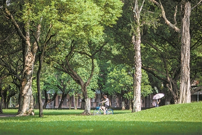 浓荫覆盖的中大校园是城市中的一方绿洲。