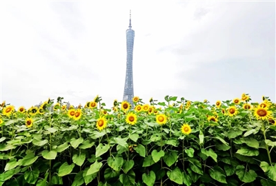 花城美誉享国际 花境靓装美羊城