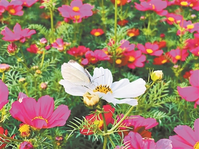 来海心沙，看波斯菊花海！