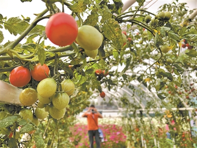 “广州城市小菜园”工程启动 市民可登录小程序预约领取农资产品