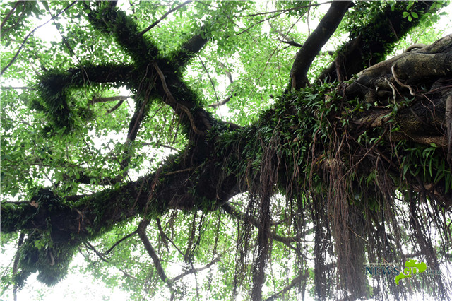 Guangzhou to document all ancient trees in the city