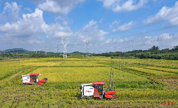 我区坚决守好“米袋子”.jpg
