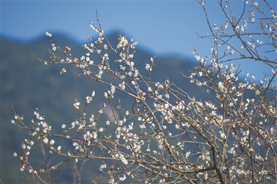 到流溪河畔赏“梅花一弄”