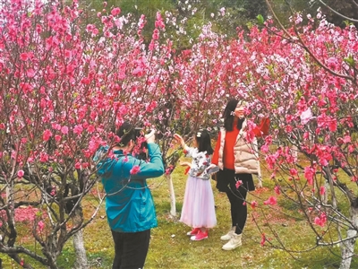 广州莲花山上，游客在桃花丛中赏花。