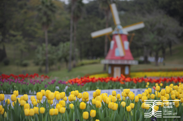 Exhibition brings “tulip fever” to Guangzhou