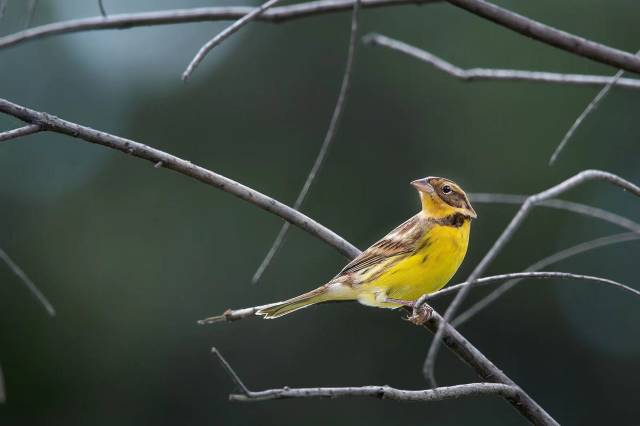 Rare birds first overwinter in Guangzhou's Zengcheng district