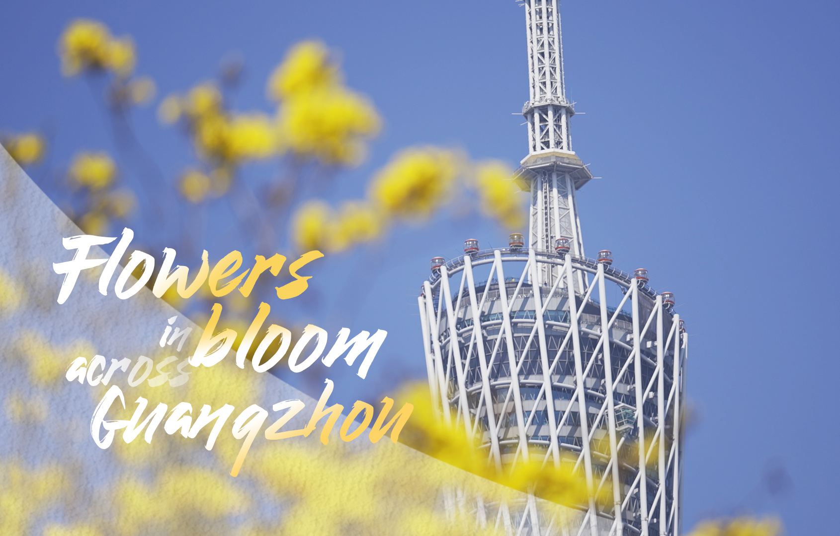 Flowers in bloom across Guangzhou